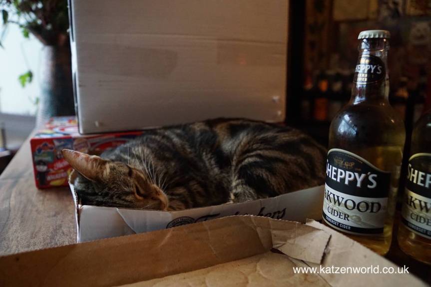 Cat Travel: Bag of Nails the reluctant cat&nbsp;pub