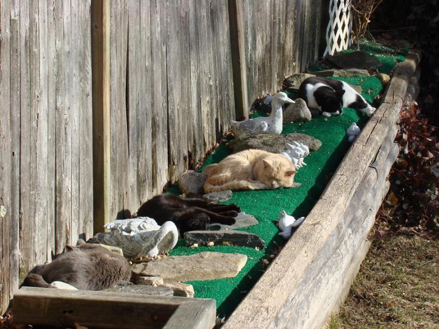 Guest Post: I am a Community Cat advocate. How about&nbsp;you?