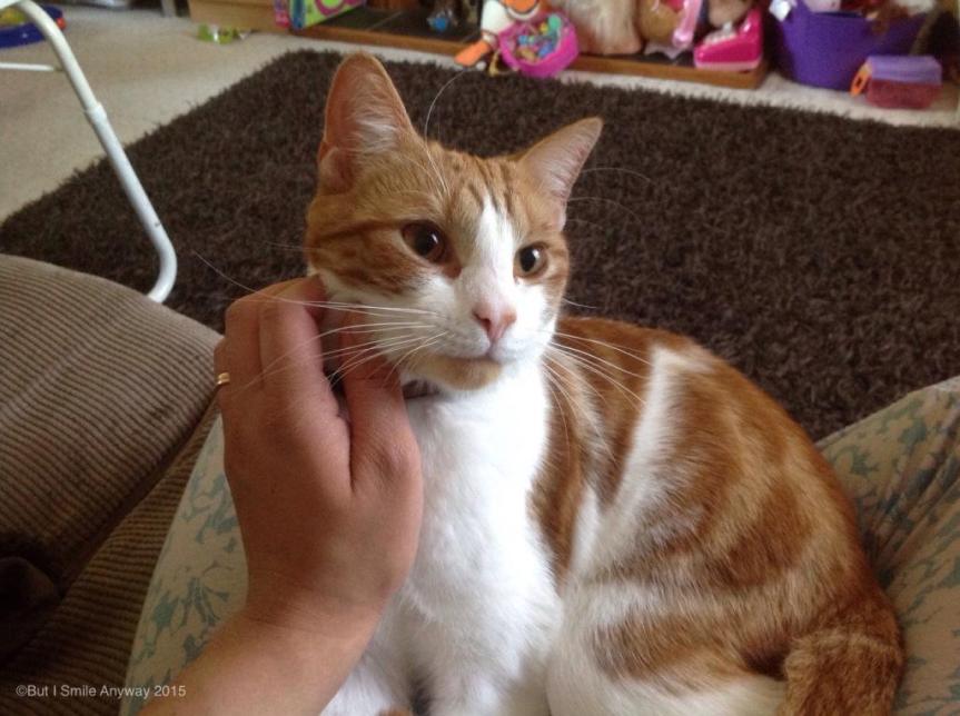 Purrsday Poetry: Feline Contentment –&nbsp;Haiku