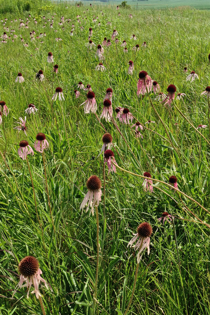 Echinacea Pallida: Purple Cone Flower