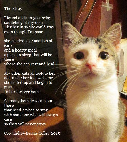 Purrsday Poetry: The&nbsp;Stray
