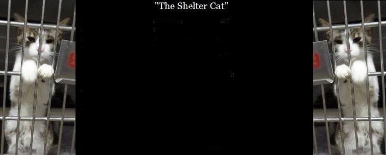 Purrsday Poetry: The Shelter&nbsp;Cat