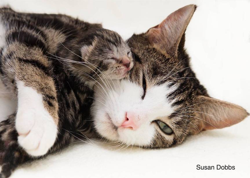 Charity Mews: Super moggy mum has paws full for Mother’s&nbsp;Day