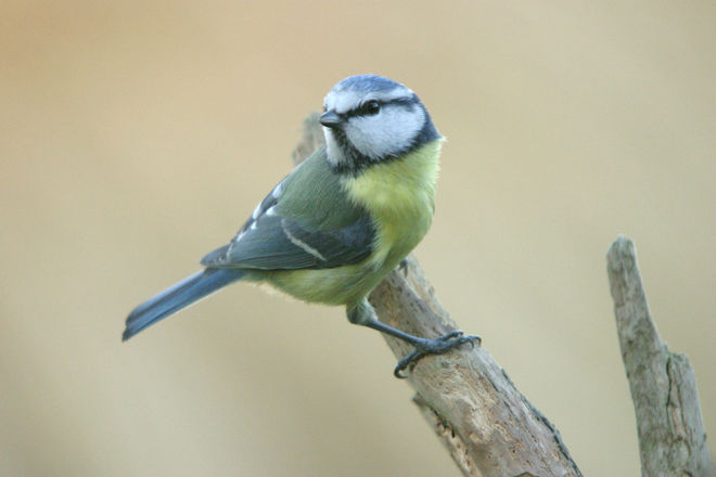 Spell Casting March 28 - April 3