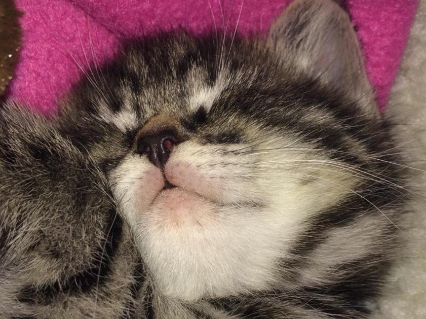 Guest Star: Biscuit–Jones&nbsp;Carter-Sly