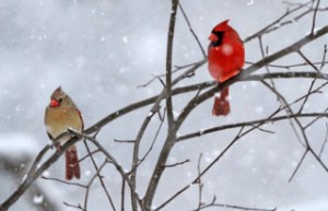  Northern Cardinals and Other Red Birds