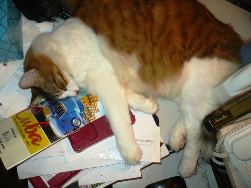 Purrsday Poetry: Purry Furry&nbsp;Paperweighy