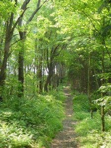 A Druid’s Primer on Land Healing Part IV: The Process of&nbsp;Unfolding