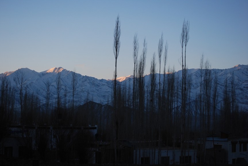 poplars and himalayas