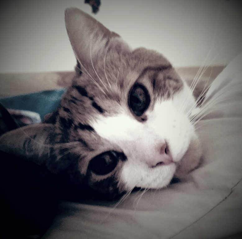 Purrsday Poetry: Hair of the&nbsp;Cat