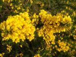 1024px-Whin_or_Gorse