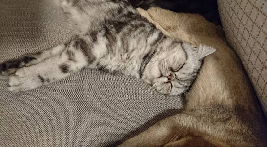 Cat Travel: The Cat in the Window Cafe – Aberdeen Cat&nbsp;Cafe