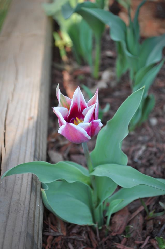 Elemental Garden Blessing&nbsp;Ritual
