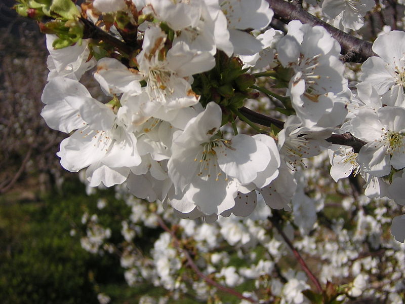800px-Cerezo_en_flor._El_Torno.jpg
