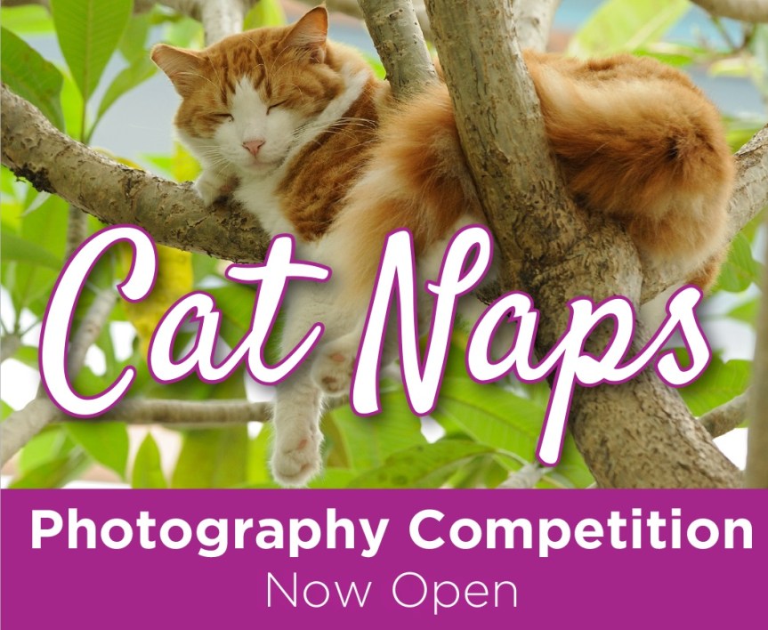 Cat Naps – Now&nbsp;Open