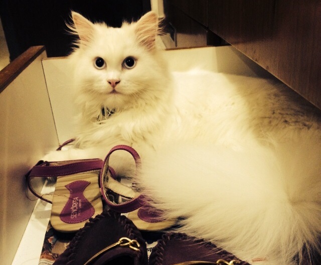 Guest Star: Snowy – The Bravest Cat I&nbsp;Know