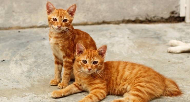 Fleas are a year-round&nbsp;problem