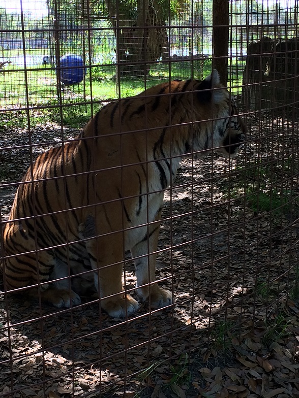 A Tour of Big Cat&nbsp;Rescue