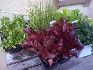 Seeds or Seedlings? How to Get Your Garden&nbsp;Started