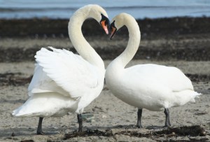 Beltane:Swans