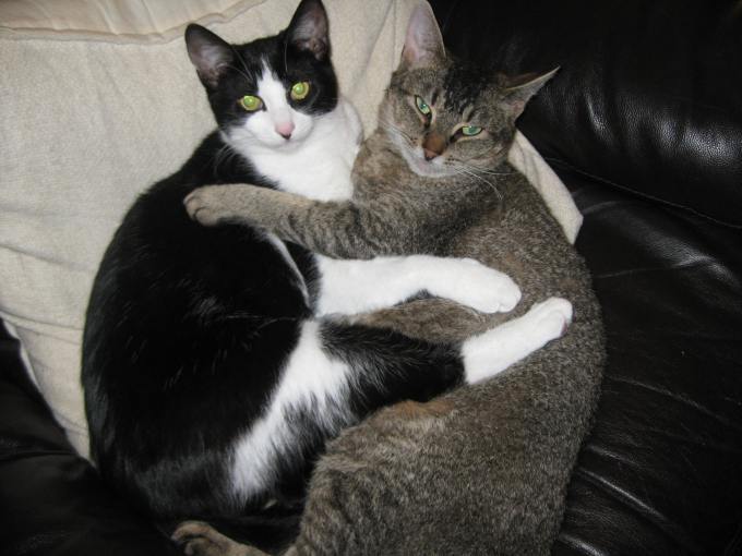 Purrsday Poetry: It’s a Cat’s&nbsp;Life