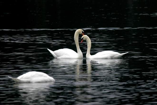 Beltane: Swan