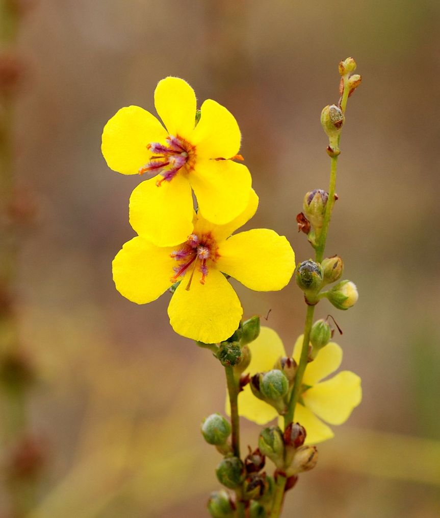 Herb Spotlight: Mullein for Respiratory&nbsp;Health