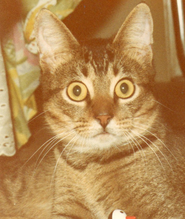 Purrsday Poetry: Through A Cat’s&nbsp;Eyes