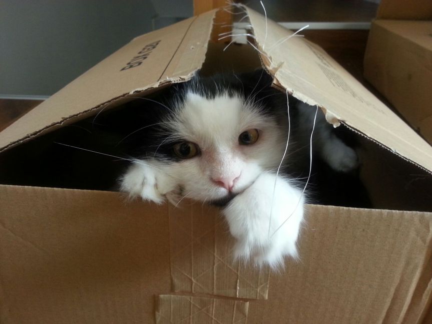 Gotcha! How to help a lost&nbsp;cat