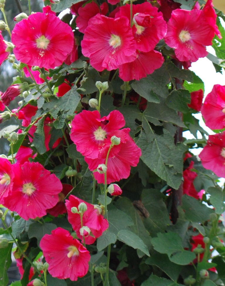 hollyhocks