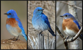 How to Bring the Joy of Bluebirds to Your Garden