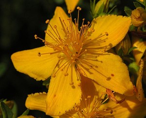 Hypericum perforatum/St. Johnswort