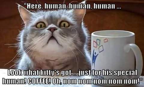 wp-1462729226254 image