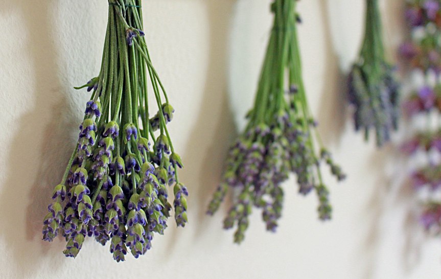 10 Magical Uses for&nbsp;Lavender