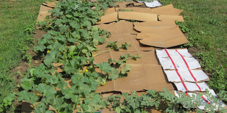cardboard mulch
