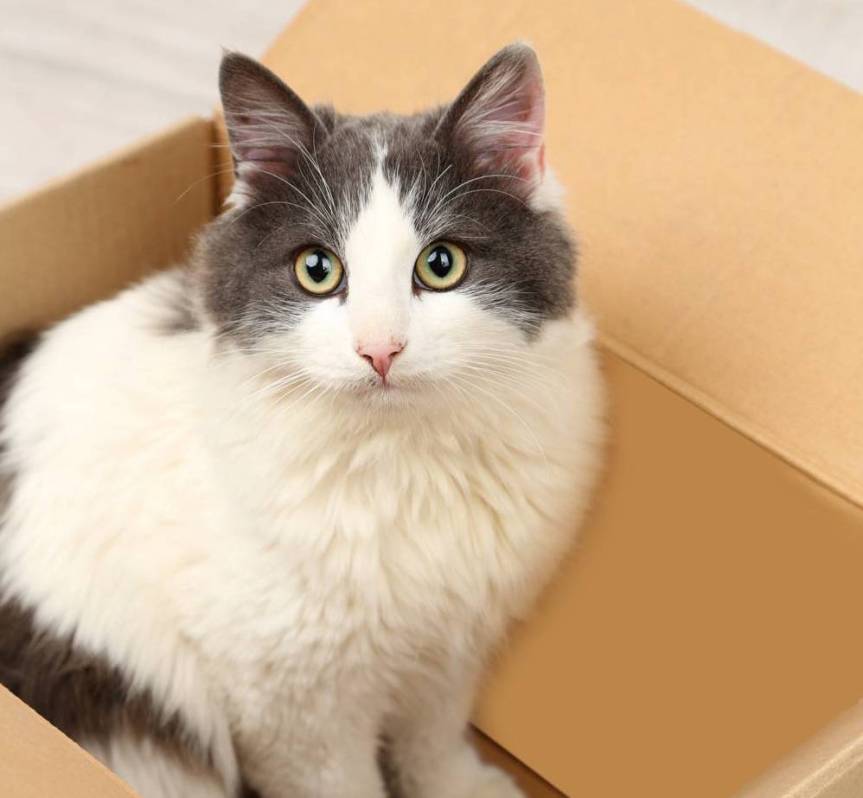 Demystified: 5 Reasons Why Cats Adore&nbsp;Boxes