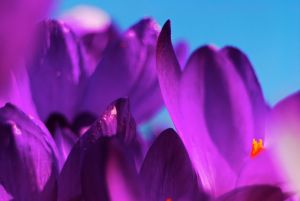 Saffron is one of the worlds oldest and most expensive&nbsp;herbs