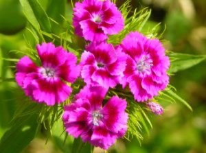 dianthus-barbatus_2533444