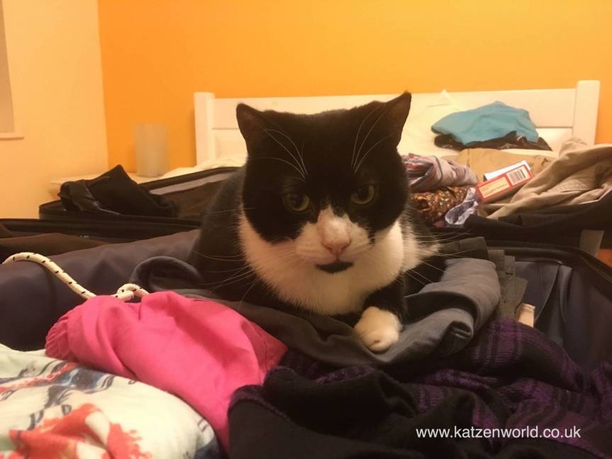 Moving with mog: 5 Essential Tips For Relocating With Your&nbsp;Cat