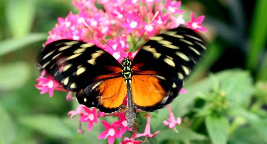 10 Ways to Celebrate&nbsp;Litha