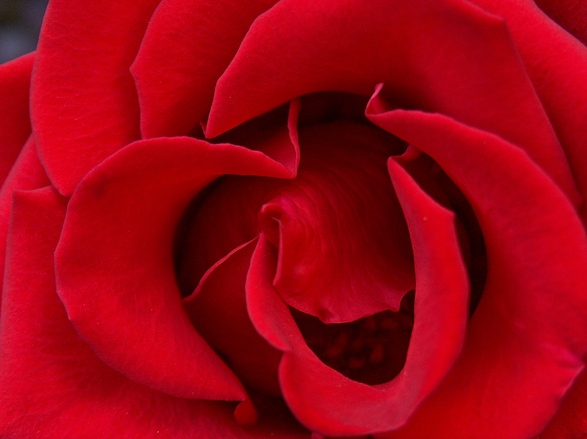 plants & herbs associated with Litha