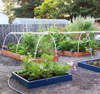Attract Pollinators for a Productive Edible&nbsp;Garden