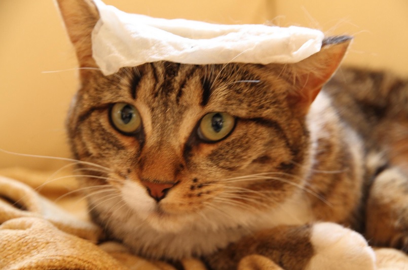 Hot weather and animals – keeping your pets happy and healthy this&nbsp;summer