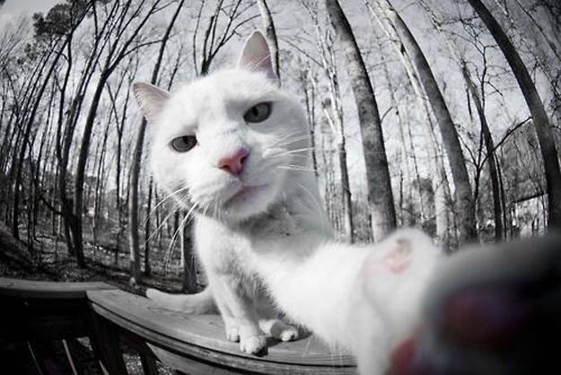 Essential Tips to Help You Make a Perfect Selfie with Your&nbsp;Cat