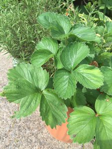 Sustainable Living in a Rental House: Options, Ideas, and&nbsp;More