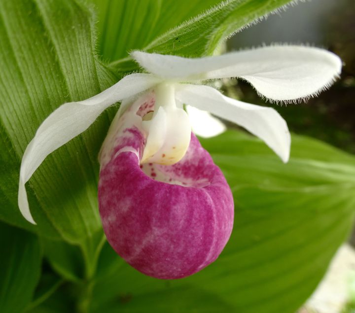 Lady Slipper — leaf and&nbsp;twig