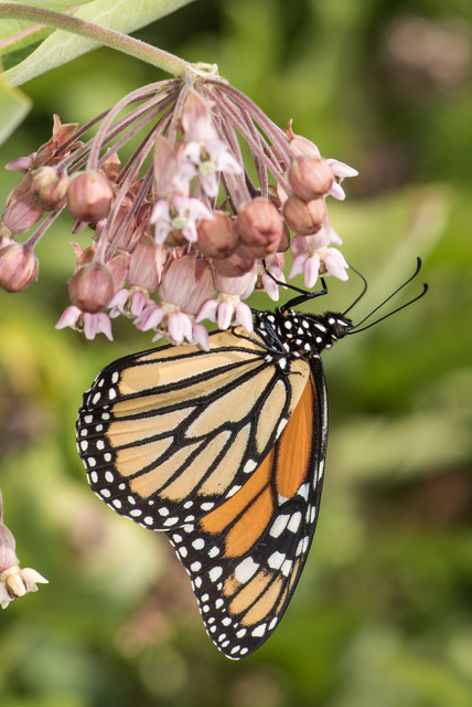 Help Monarchs and Other Butterflies by Planting Common&nbsp;Milkweed