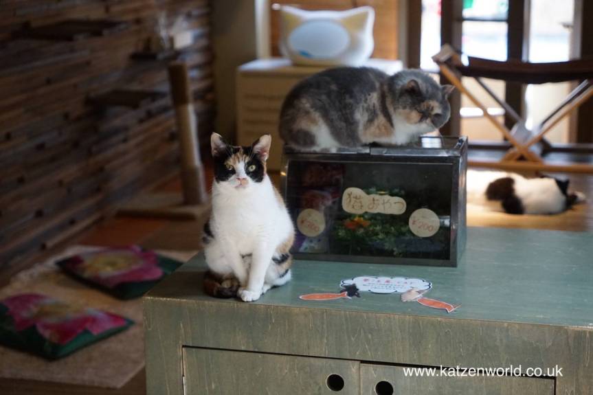 Cat Travel: Neko no Jikan Amemura – Osaka Cat Cafe Part&nbsp;1