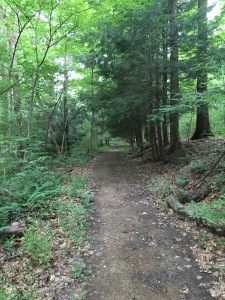 A good place to seek the stability of calas