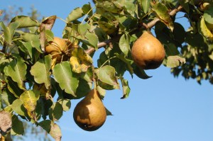 Pear Tree